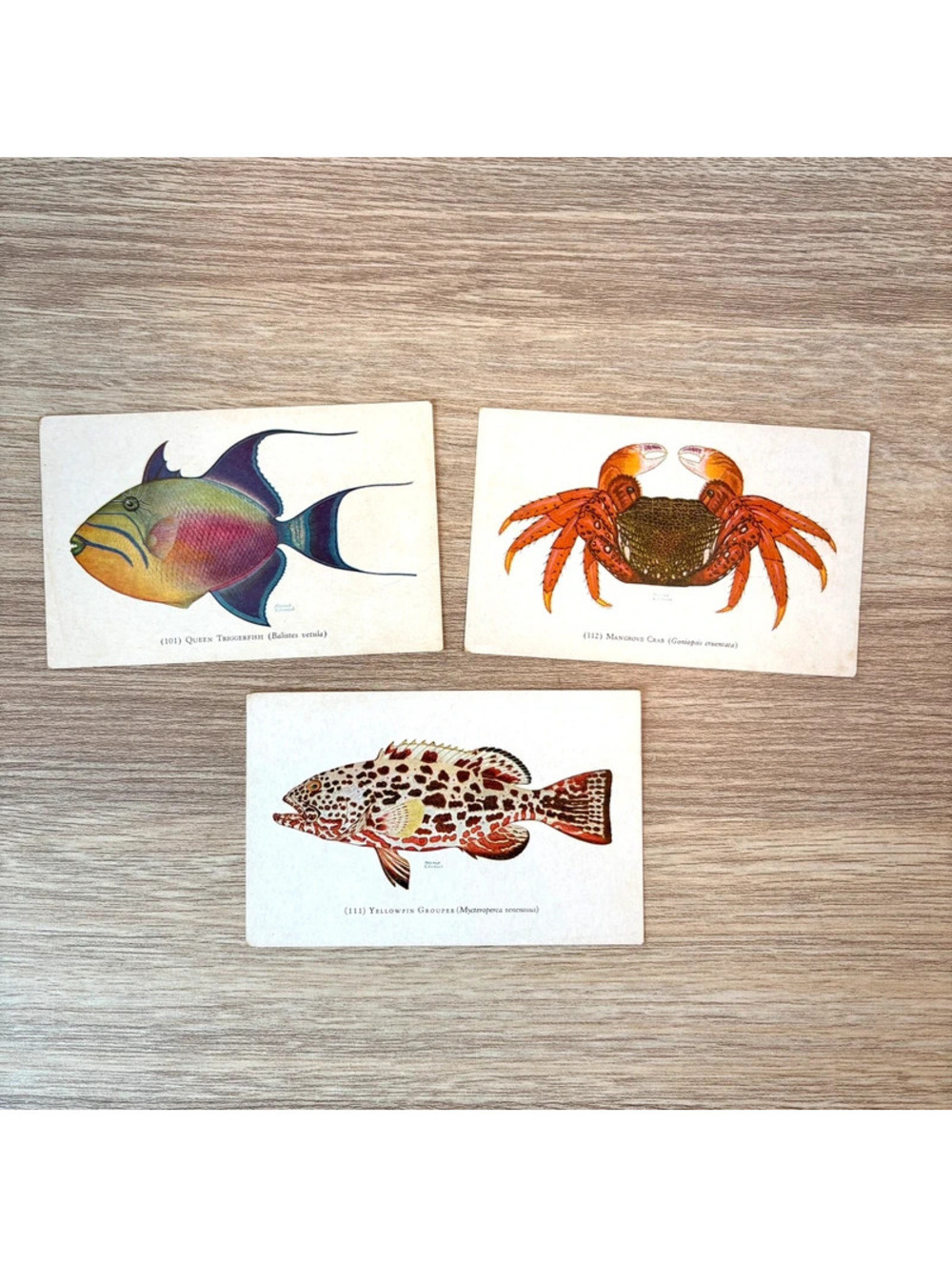 1932 Aquarium Postcards from John G Shedd Chicago, Unused Unposted, Crab Fish